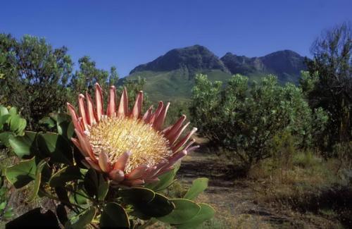 Protea